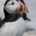 puffin_atlantic_msi_v_1208_can0828.jpg